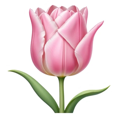 Pale pink tulip  sticker
