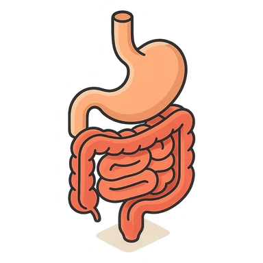 intestine with stomach, 2D isometric style, minimalist background, soft shadows and highlights, transparent background sticker