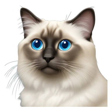 blue eye birman cat, pink nose sticker