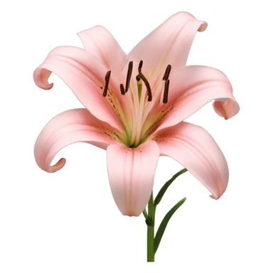 light pink lilium sticker