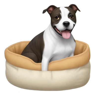 Staffie dog in small bed sticker