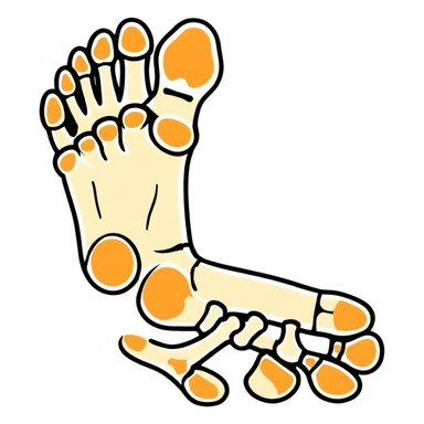 skeleton foot, bones of human foot, anatomical foot bones sticker