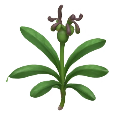 Curculigo scorzonerifolia	Gorgojo sticker