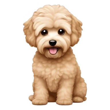 Apricot maltipoo sticker