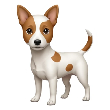 a fully white jack russell the size of a kelpie with a half white face sticker