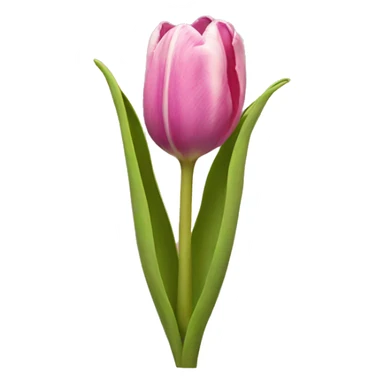 Tulip sticker
