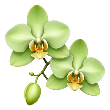 light green orchids sticker
