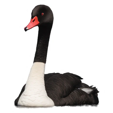 Western Australia black swan sticker