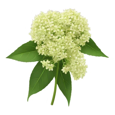 elderflower sticker