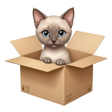  A very cute gery young kitten Siamese Cat cat with one's head tilted to one side poked its paws out of the cardboard big box and placed them on top of it sticker
