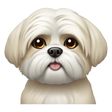 Cream shi Tzu with one eye sticker