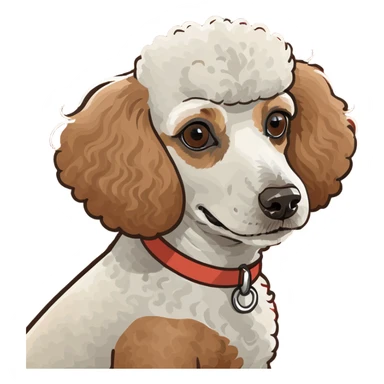 Poodle red, white, brown and apricot together  sticker