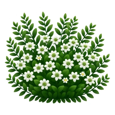 A dense bush with dark leaves and a curved organic shape with small white flower sticker