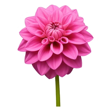 A pink dahlia boquett sticker