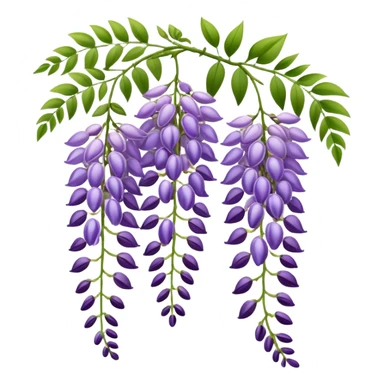 Elegant wisteria flower with cascading purple racemes hanging down and small green leaves sticker
