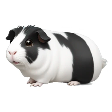 Black and white guinea pig sticker