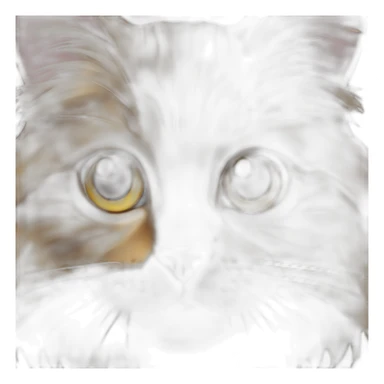 maine coon cat with golden face and white front paws sticker