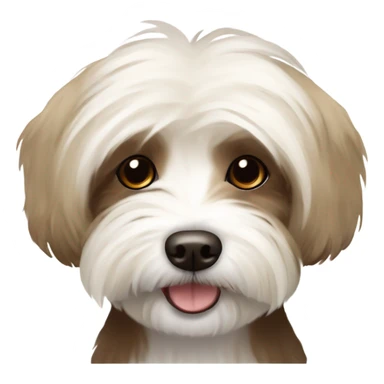 Havanese dog,mostly cream,duo color with some brown on the esrs sticker