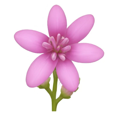 Pink Bitterroot flower sticker