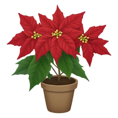 Poinsettia  sticker