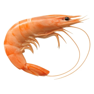 Shrimp sticker