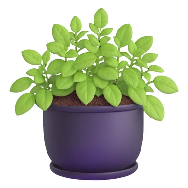 Small sprouts of Plectranthus Verticillatus with extremely round perfect circle leaves growing in a shiny metallic pot sticker