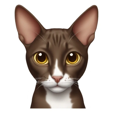 chocolate-like oriental cat with a white nose  sticker