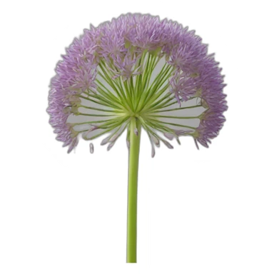 Allium cepa sticker