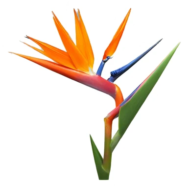 Strelitzia  sticker