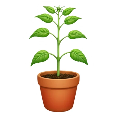 tomato seedling sticker