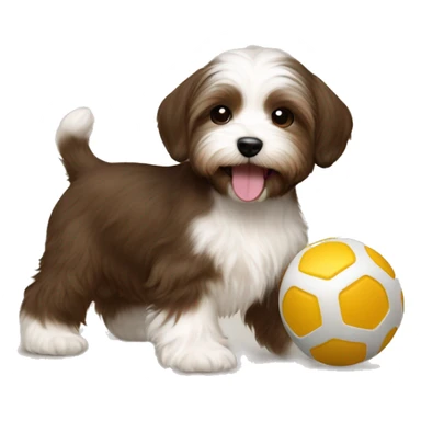 Brown Short Hair havanese puppy playing with toy  sticker
