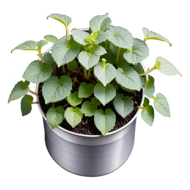 Young sprouts of Plectranthus Verticillatus with perfectly circular coin-shaped leaves in a silver metallic pot sticker