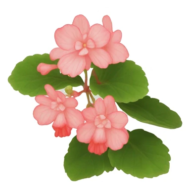 begonia sticker