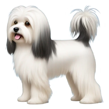 Side view of Havanese long hair all the way down to the dogs feet at a dog show  sticker