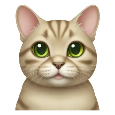 Cat british golden chinchilla with green eyes  sticker