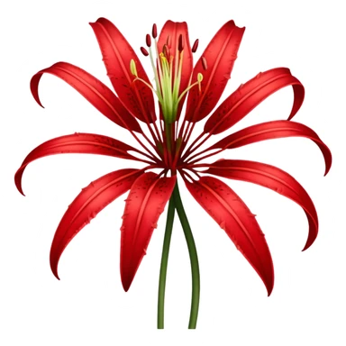 wilting red spider lily  sticker