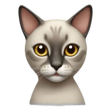 Cat siamois  sticker
