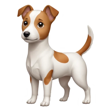 a fully white jack russell the size of a kelpie with floppy ears and a half white face sticker