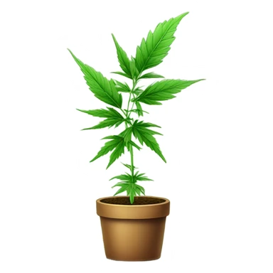  Potted Cannabis sativa tree proportionate sticker