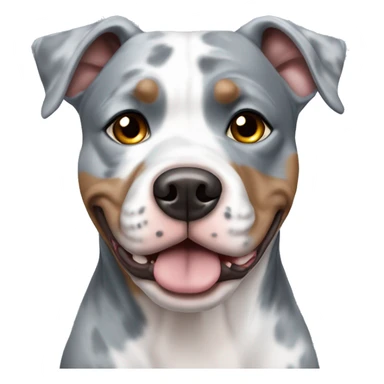 Blue Merle pitbull with one brown eye and one blue sticker