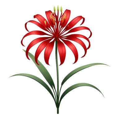 Chinese red spider lily  sticker
