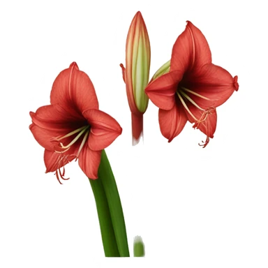 Amaryllis sticker