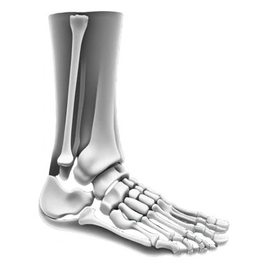x-ray of foot bones, medical scan of foot skeleton sticker