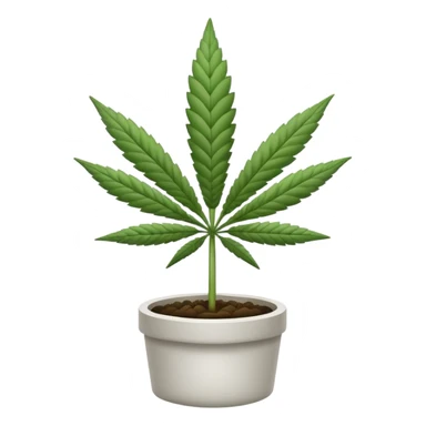 white color marijuana, no color sticker