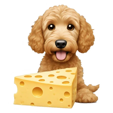 Goldendoodle eating cheese sticker
