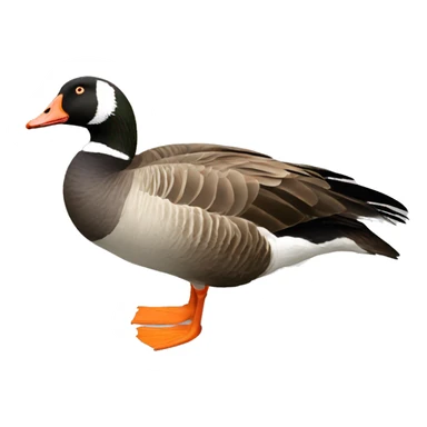 White fronted goose sticker