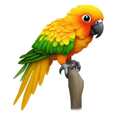 Sun conure sticker