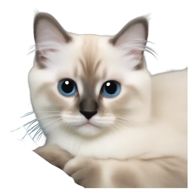a birman kitten of 7 months cute pretty small face laying on a shoulder sticker
