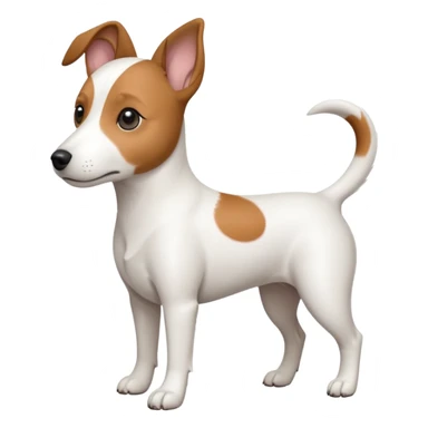 a fully white jack russell the size of a kelpie with floppy ears and a half white face sticker
