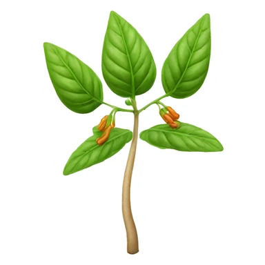 Indian Ginseng plant  sticker